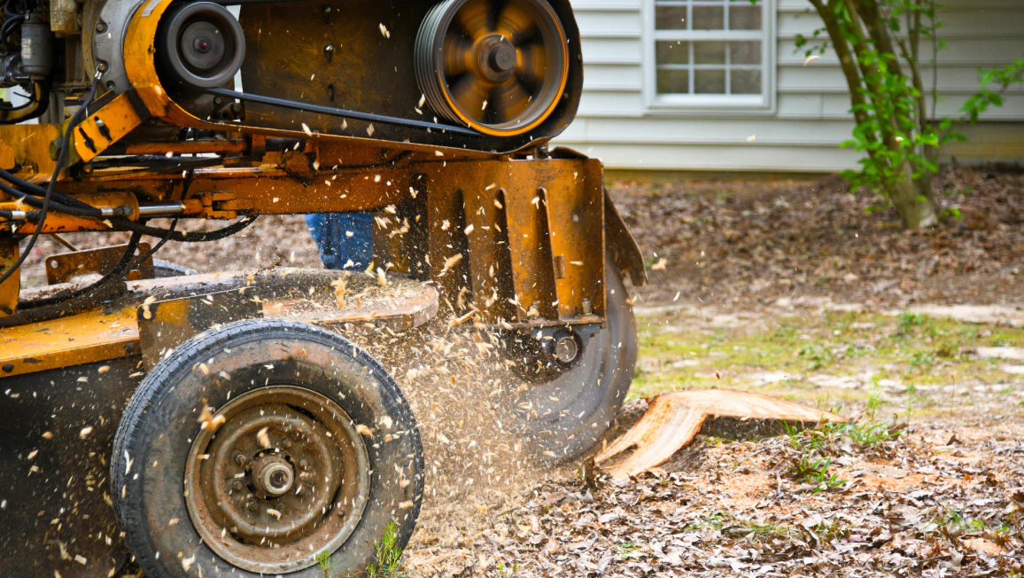 stump grinding (1)