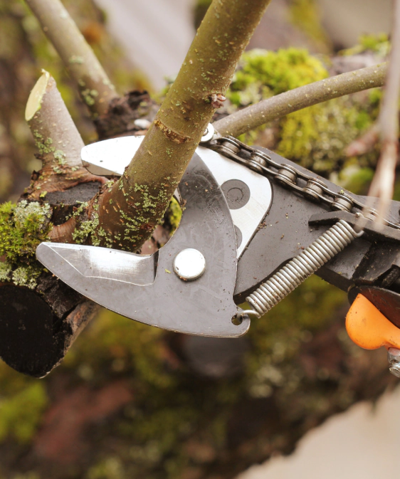 tree pruning